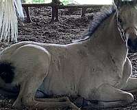 payment-plans-arabian-horse