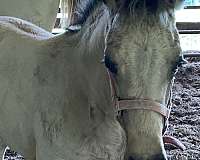 half-arab-horse