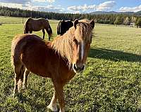 picks-up-all-four-feet-pony