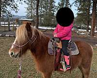 ranchy-gelding