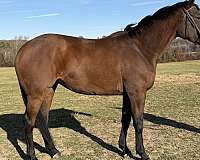 affordable-thoroughbred-pony