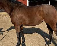 attention-thoroughbred-pony