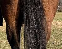 bay-mare-thoroughbred-pony