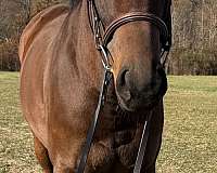 bred-thoroughbred-pony