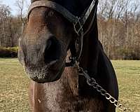 sporthorses-thoroughbred-horse