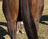 sporthorses-mare