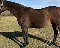 affordable-thoroughbred-horse