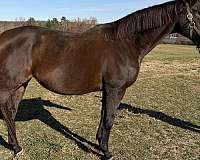 all-around-thoroughbred-horse