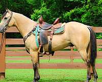all-around-quarter-horse