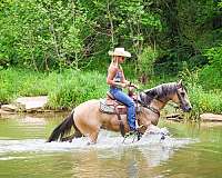 drill-team-quarter-horse