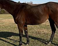 stallion-station-thoroughbred-horse