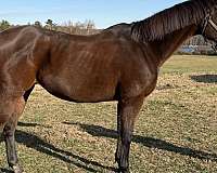 prospector-mare
