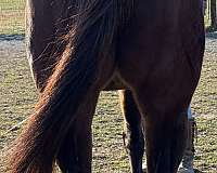 stallion-station-mare