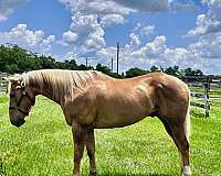 working-draft-palomino-horse
