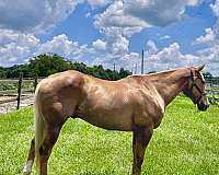 gelding