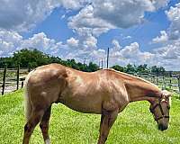 cross-draft-palomino-horse