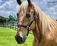 draft-draft-palomino-horse