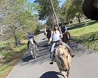palomino-draft-gelding