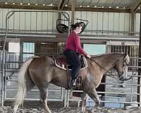 palomino-cross-horse