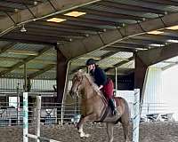 palomino-draft-horse