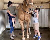 palomino-working-horse