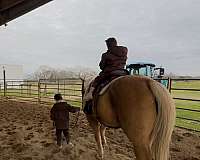 cross-gelding