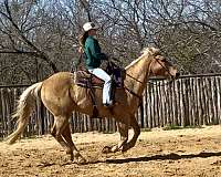 draft-gelding