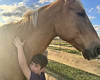 ranch-gelding