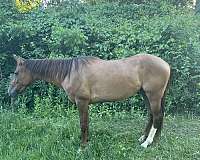 quarter-horse-mare