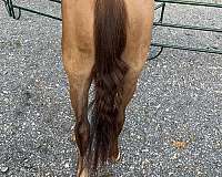 quarter-horse-for-sale