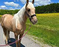 all-around-quarter-horse
