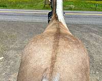 barrel-quarter-horse