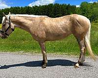 athletic-quarter-horse