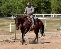 arena-quarter-horse