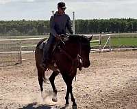 beautiful-quarter-horse