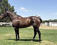 aqha-mare-quarter-horse