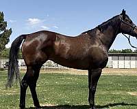 fdd-dynasty-quarter-horse