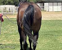 fdd-dynasty-horse