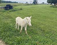 white-mule-thoroughbred
