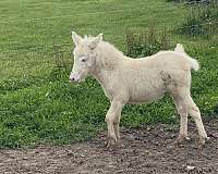 white-mule-thoroughbred-horse