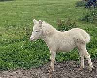 mule-thoroughbred-horse-for-sale