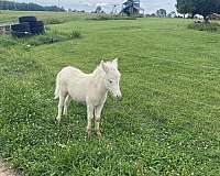 mule-thoroughbred