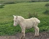 mule-for-sale