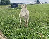 mule-colt