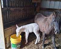 mule
