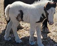 white-import-horse