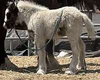 import-colt-mare