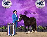 black-ghra-gvhs-colt-mare