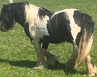 tobiano-ghra-gvhs-colt-mare