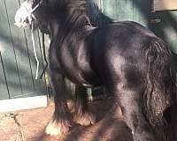 black-ghra-gvhs-horse